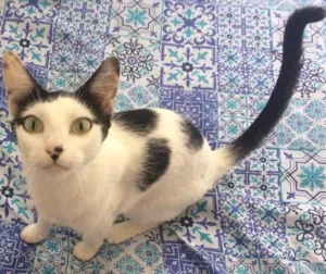 Gato raça SRD idade 1 ano nome Nina