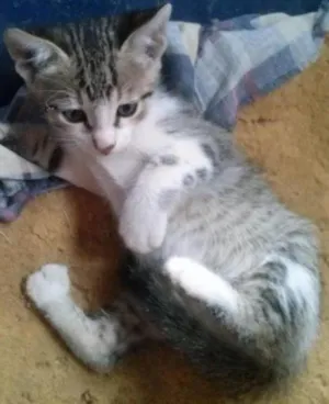 Gato raça viralata idade Abaixo de 2 meses nome ainda sem nomes