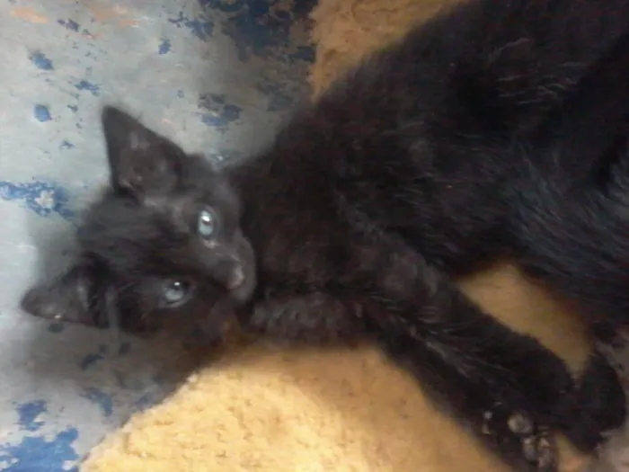 Gato raça viralata idade Abaixo de 2 meses nome ainda sem nomes