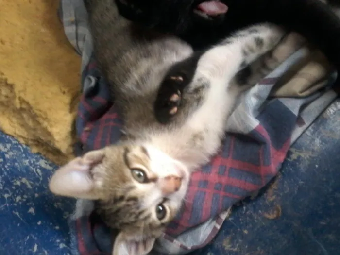 Gato raça viralata idade Abaixo de 2 meses nome ainda sem nomes