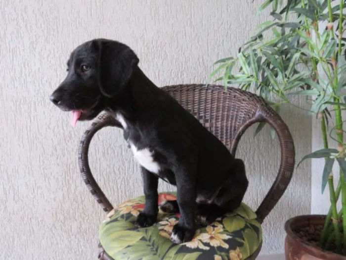 Cachorro ra a SRD idade 2 a 6 meses nome sem nome
