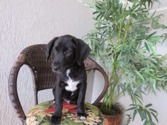 Cachorro ra a SRD idade 2 a 6 meses nome sem nome