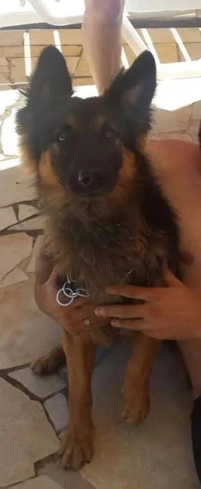 Cachorro ra a Pastor Alemão idade 1 ano nome akiles