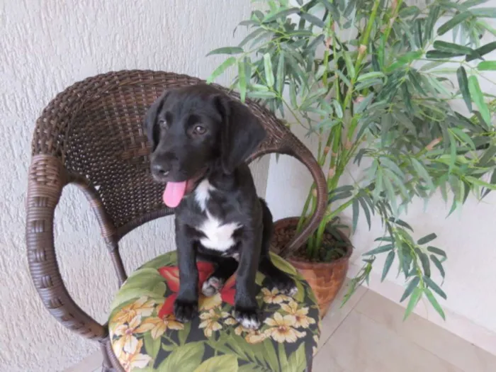 Cachorro ra a SRD idade 2 a 6 meses nome sem nome