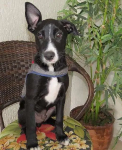 Cachorro ra a SRD idade 2 a 6 meses nome sem nome