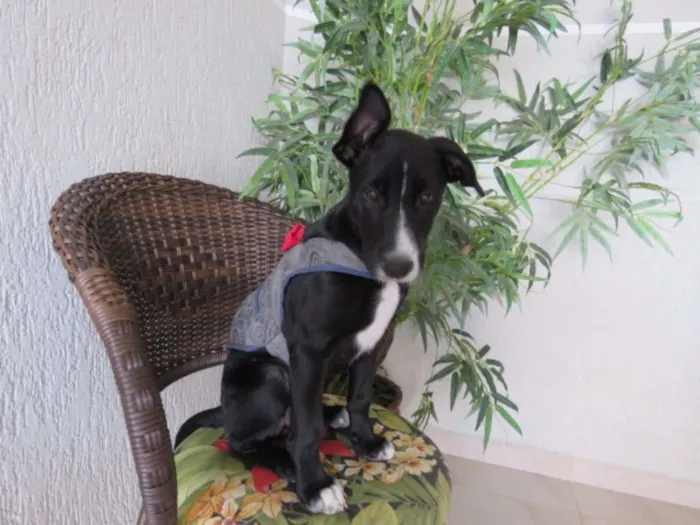 Cachorro ra a SRD idade 2 a 6 meses nome sem nome