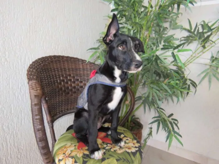 Cachorro ra a SRD idade 2 a 6 meses nome sem nome