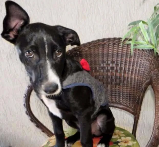 Cachorro ra a SRD idade 2 a 6 meses nome sem nome