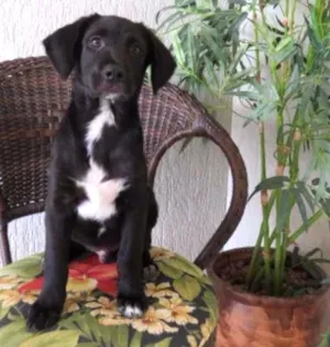 Cachorro raça SRD idade 2 a 6 meses nome sem nome