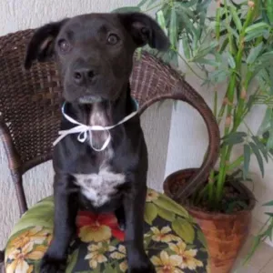 Cachorro raça SRD idade 2 a 6 meses nome sem nome