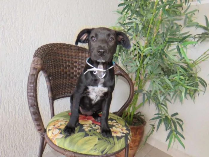 Cachorro ra a SRD idade 2 a 6 meses nome sem nome