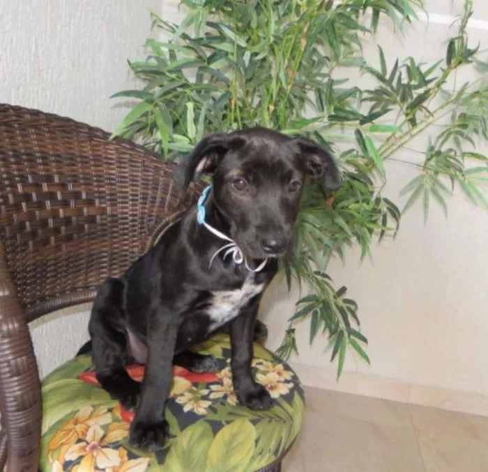 Cachorro ra a SRD idade 2 a 6 meses nome sem nome