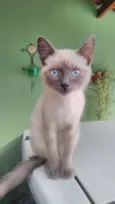 Fofinho