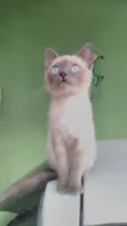 Fofinho