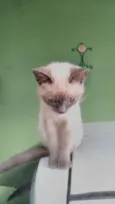 Fofinho