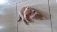 Bob