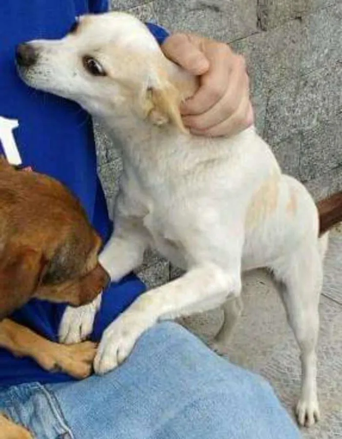 Cachorro ra a Vira lata idade 6 ou mais anos nome Mima