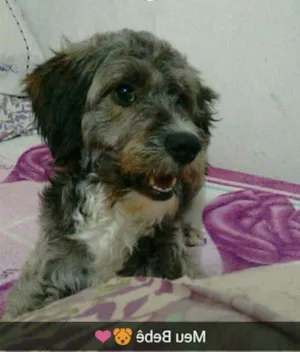 Cachorro raça Puldo idade 1 ano nome Dheicoby