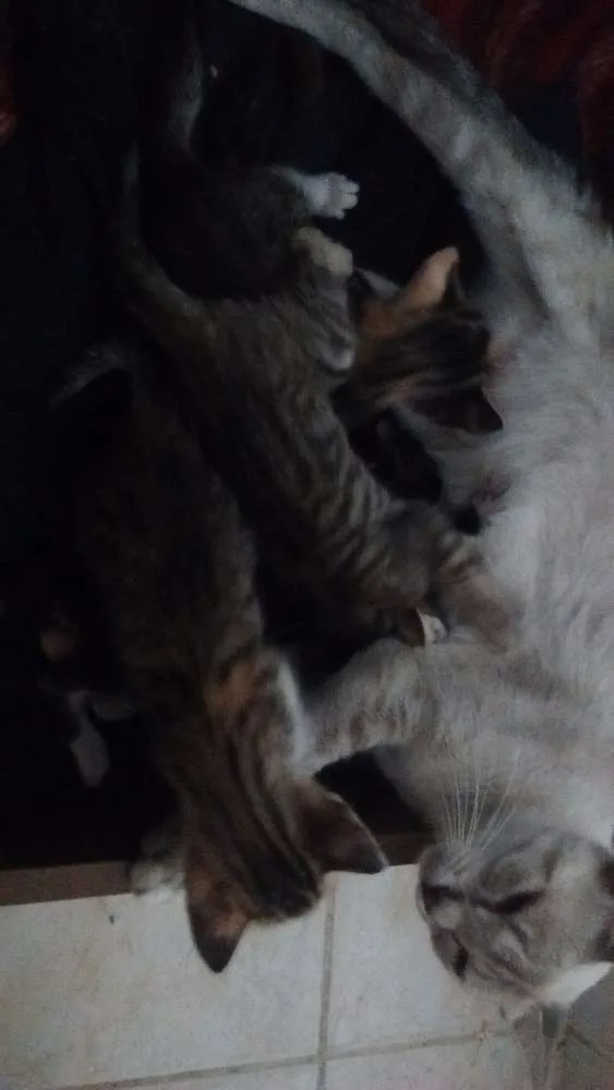 Gato ra a Virá lata idade Abaixo de 2 meses nome Sem nomes