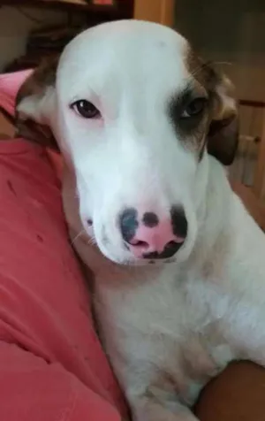 Cachorro raça SRD idade 2 a 6 meses nome Fofinhos