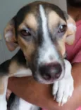 Fofinhos