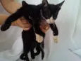2 gatas sem nome