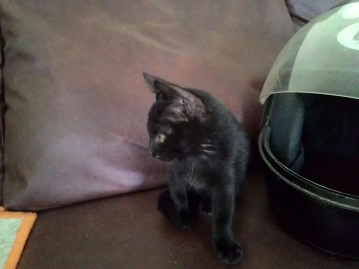 Gato raça SRD idade Abaixo de 2 meses nome 2 gatas sem nome