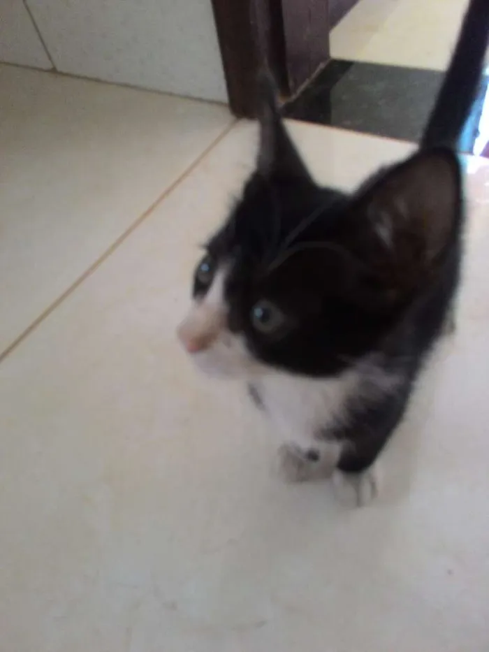 Gato raça SRD idade Abaixo de 2 meses nome 2 gatas sem nome
