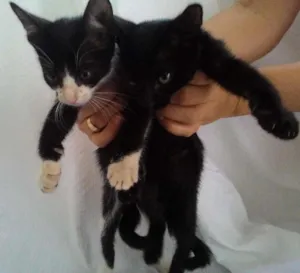 Gato raça SRD idade Abaixo de 2 meses nome 2 gatas sem nome