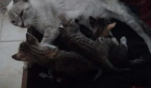Gato raça Virá lata idade Abaixo de 2 meses nome Sem nomes