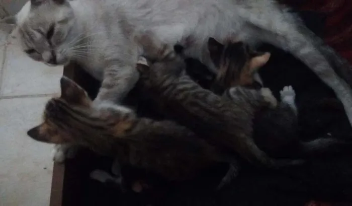 Gato ra a Virá lata idade Abaixo de 2 meses nome Sem nomes