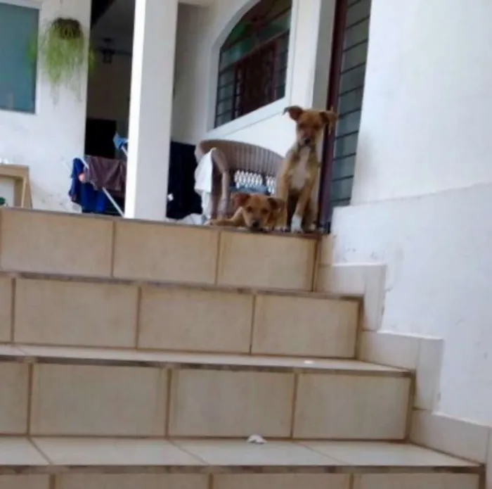 Cachorro ra a sem raça idade 2 a 6 meses nome sem nome