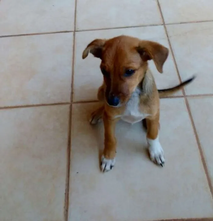 Cachorro ra a sem raça idade 2 a 6 meses nome sem nome