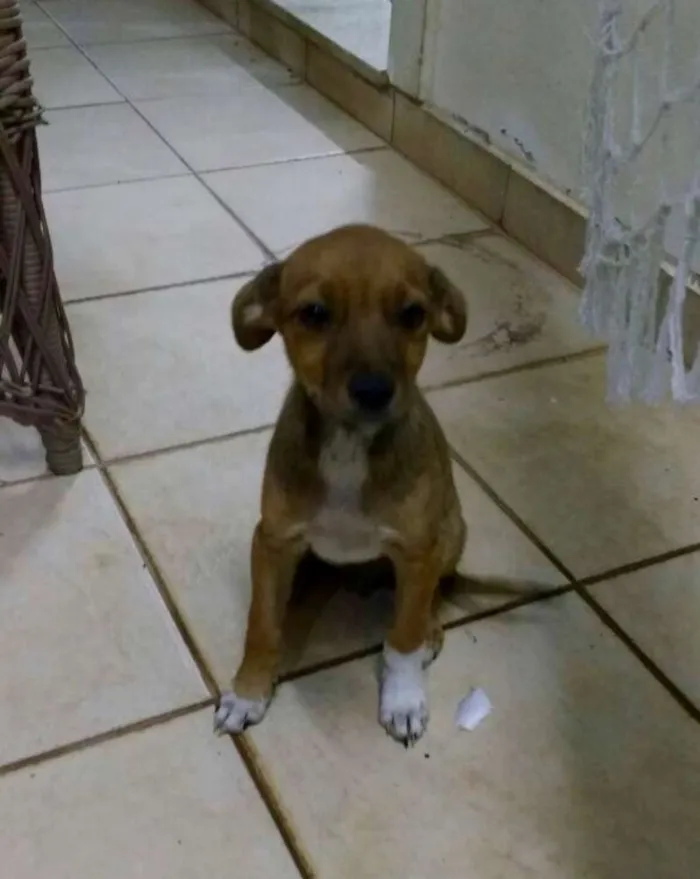 Cachorro ra a sem raça idade 2 a 6 meses nome sem nome