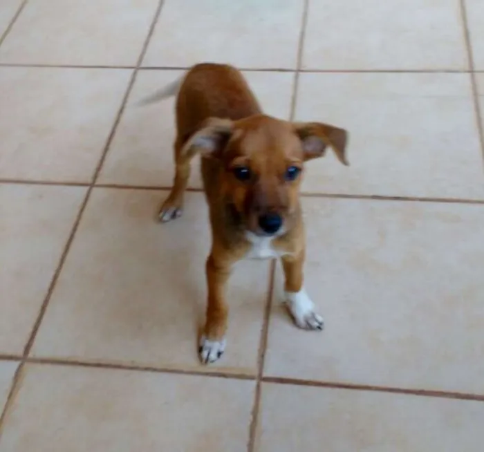 Cachorro ra a sem raça idade 2 a 6 meses nome sem nome