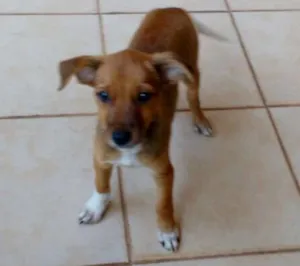 Cachorro raça sem raça idade 2 a 6 meses nome sem nome