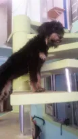 Laila