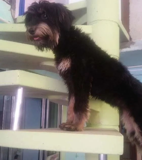 Cachorro ra a Parecida com poodou  idade 7 a 11 meses nome Laila