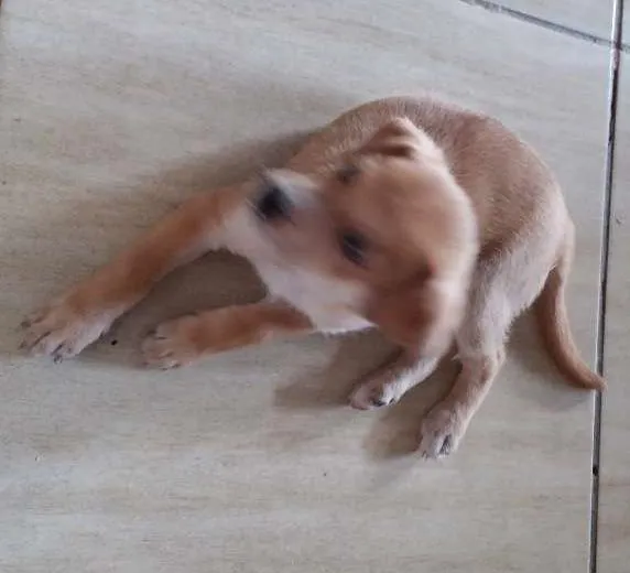 Cachorro ra a Labrador idade Abaixo de 2 meses nome Bob