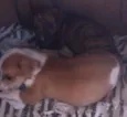 Coalhada e Paçoca