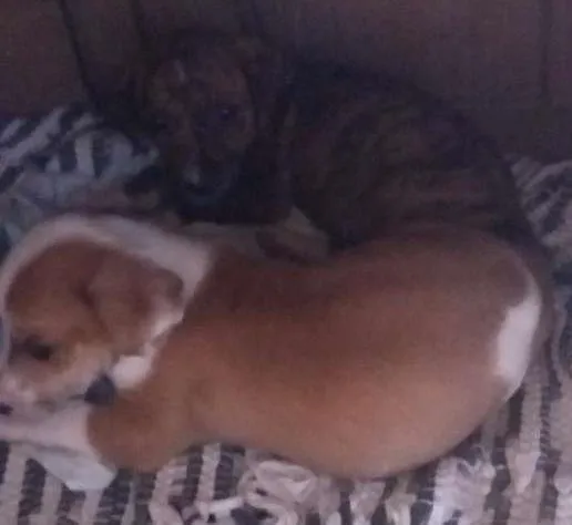 Cachorro ra a Vira lata idade 2 a 6 meses nome Coalhada e Paçoca