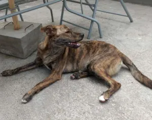 Cachorro raça srd idade 7 a 11 meses nome Shirra