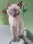 Fofinho