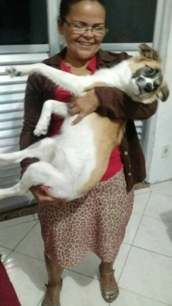 Cachorro raça FOX PAULISTINHA idade 1 ano nome MEL