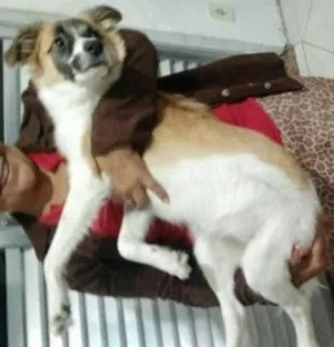 Cachorro raça FOX PAULISTINHA idade 1 ano nome MEL