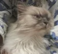Pitico