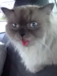 Pitico