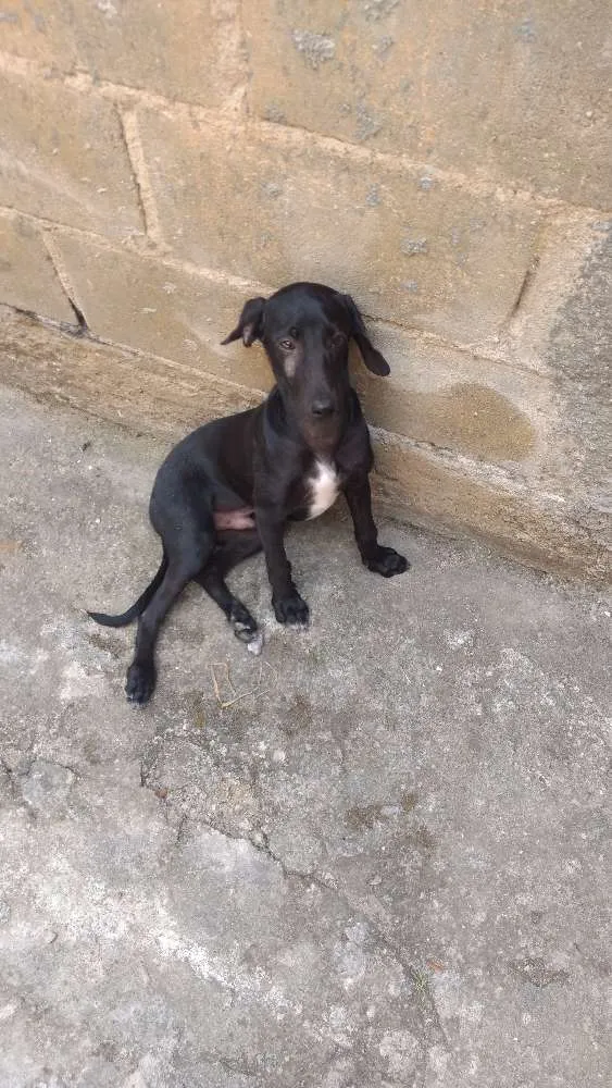Cachorro raça srd idade 2 a 6 meses nome negresco
