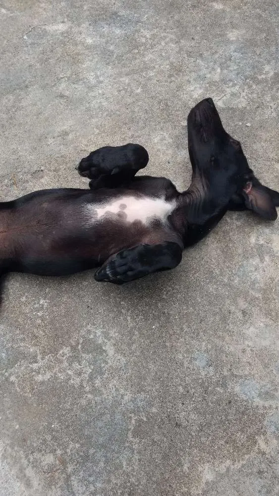 Cachorro raça srd idade 2 a 6 meses nome negresco