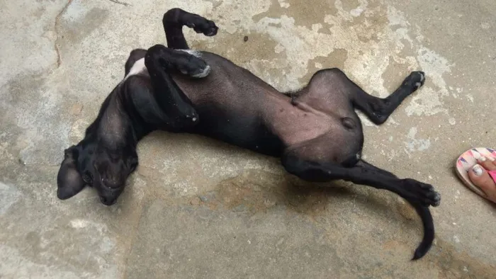 Cachorro raça srd idade 2 a 6 meses nome negresco